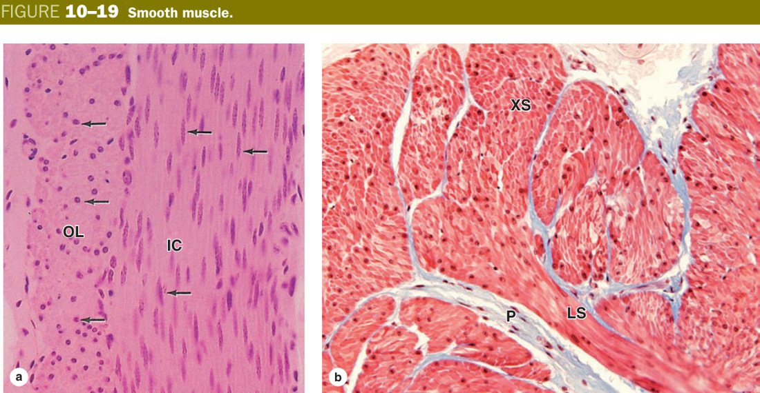 Smooth muscle