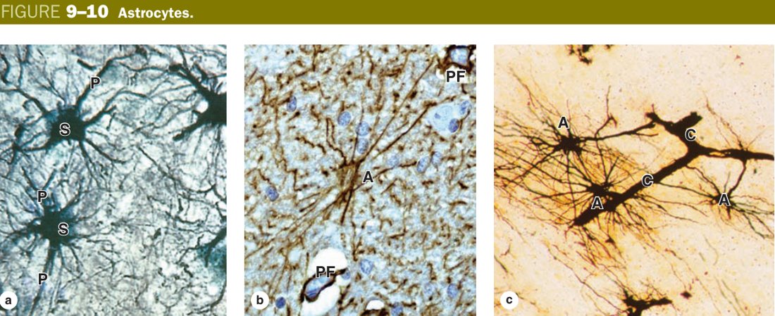 Astrocytes