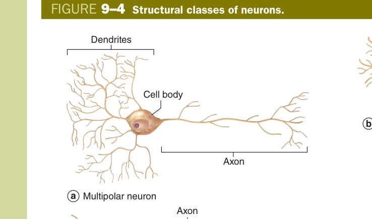 Structural classes of neurons