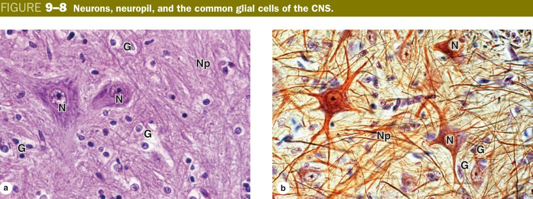 Glial cells of CNS