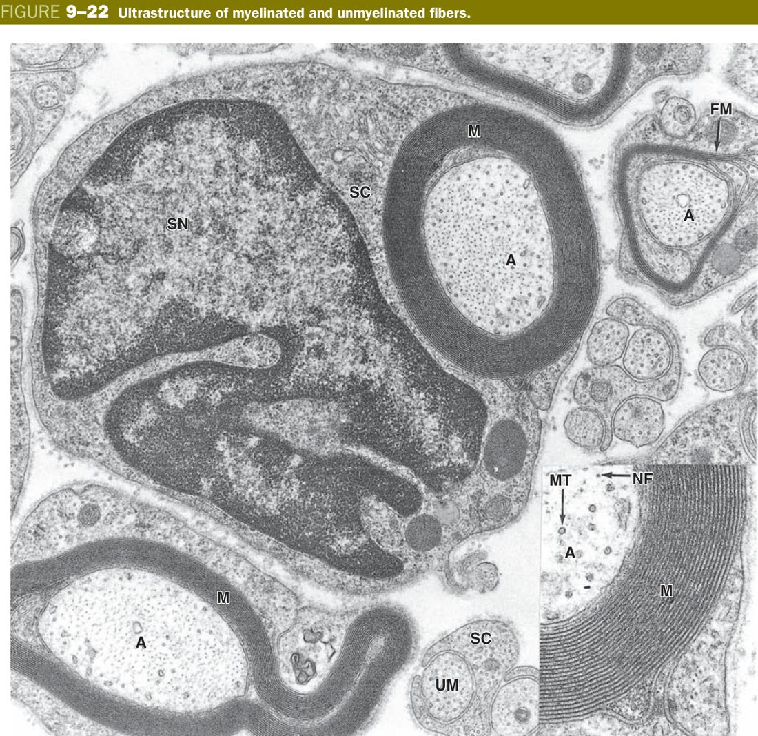 Myelinated and unmyelinated fibres