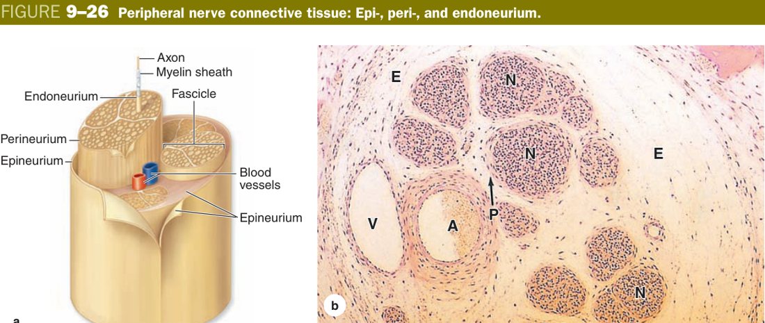 Peripheral nerve coverings