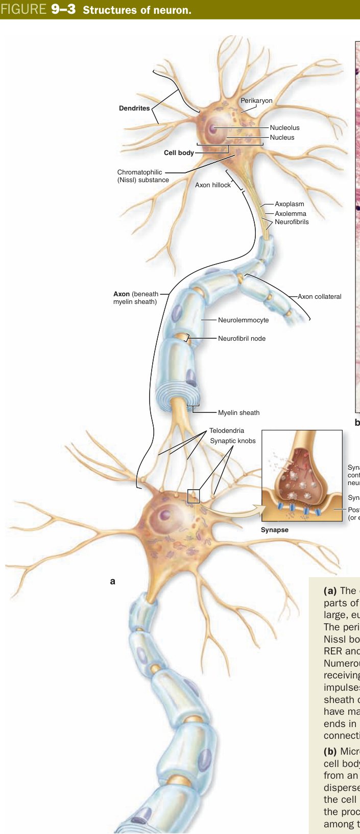 Structure of a neuron