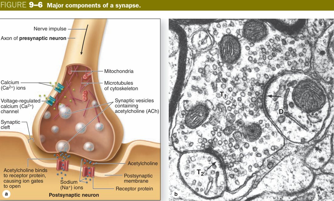 Components of a synapse