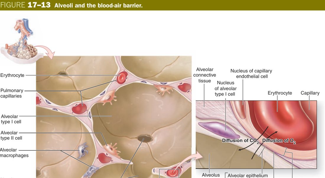 Alveoli and blood-air barrier