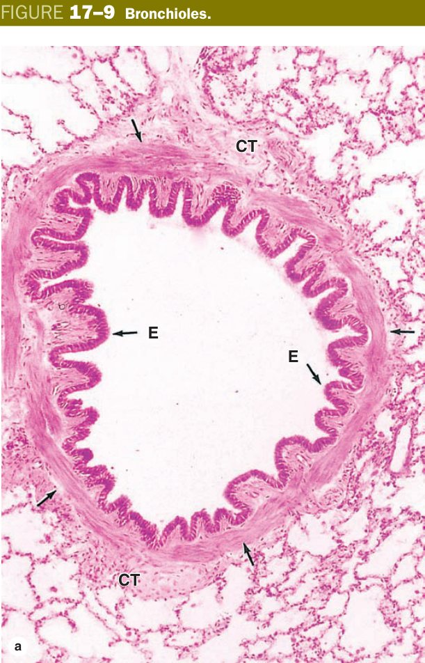Bronchioles