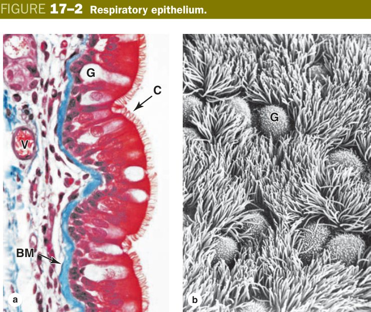 Respiratory epithelium