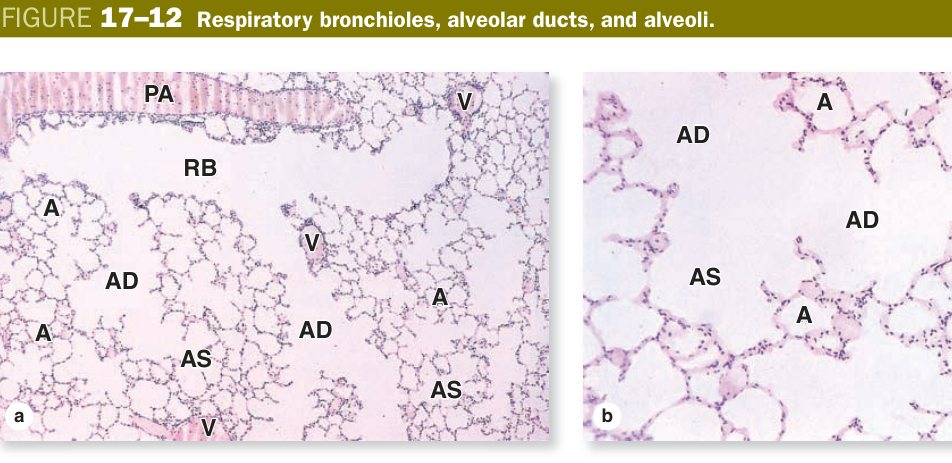 Respiratory bronchioles alveolar ducts alveoli