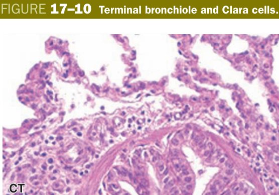 Terminal bronchiole Clara cells