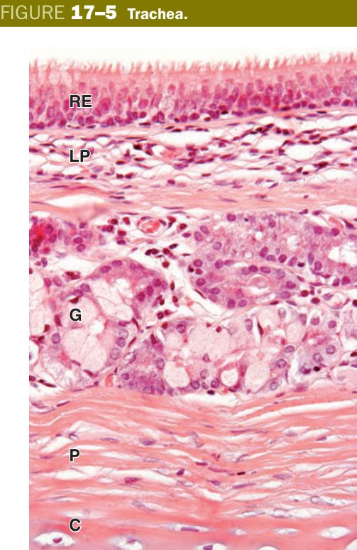 Trachea