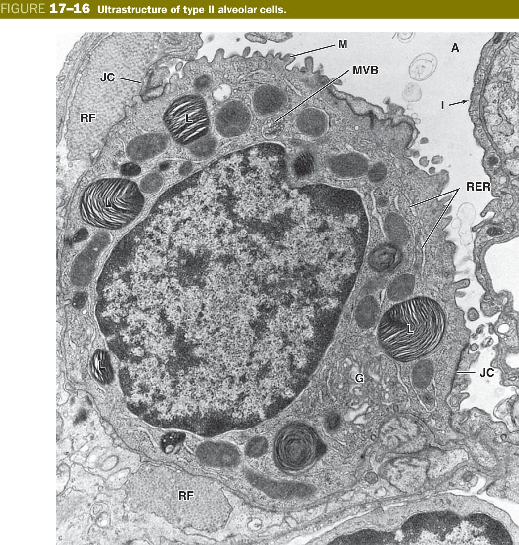 Type II alveolar cell
