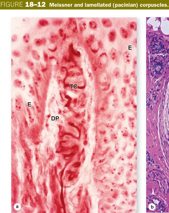 Meissner and Pacinian corpuscles