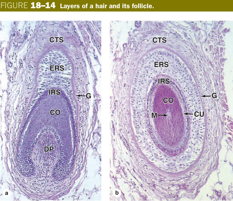 Hair follicle layers