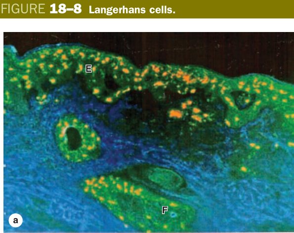 Langerhans cells
