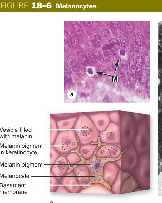 Melanocytes