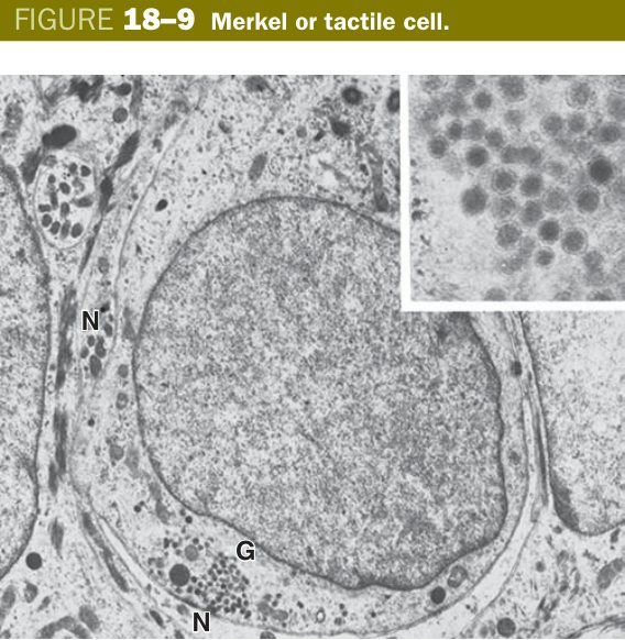 Merkel tactile cell