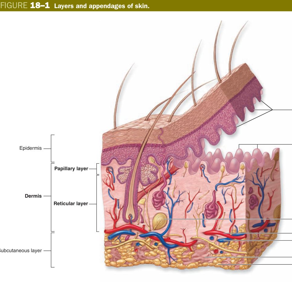 Layers and appendages of skin