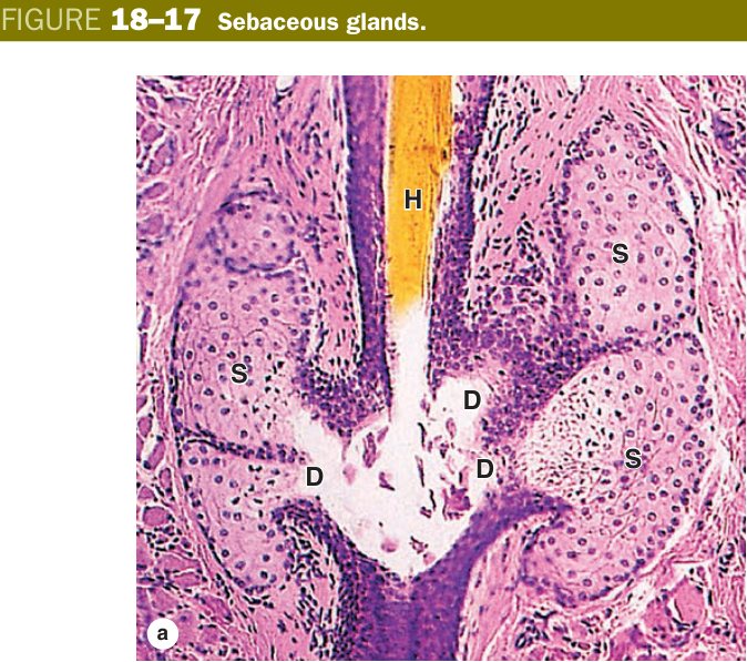 Sebaceous glands