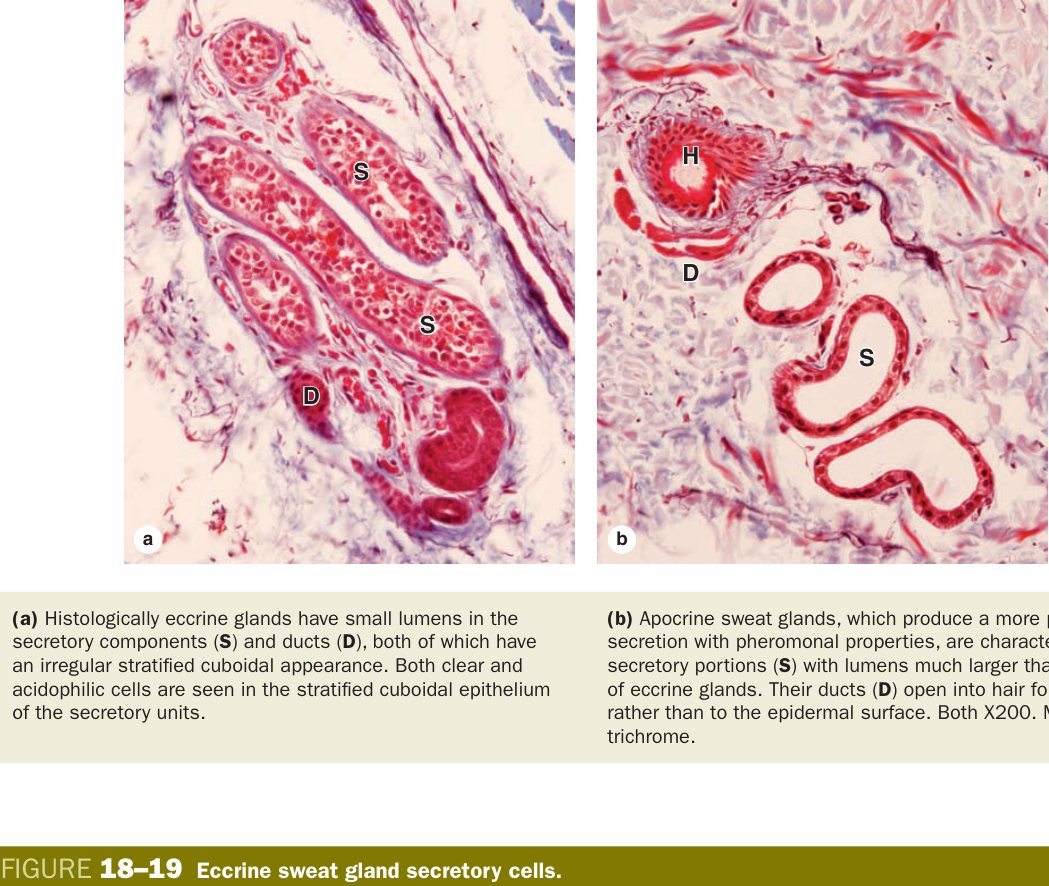 Eccrine sweat gland
