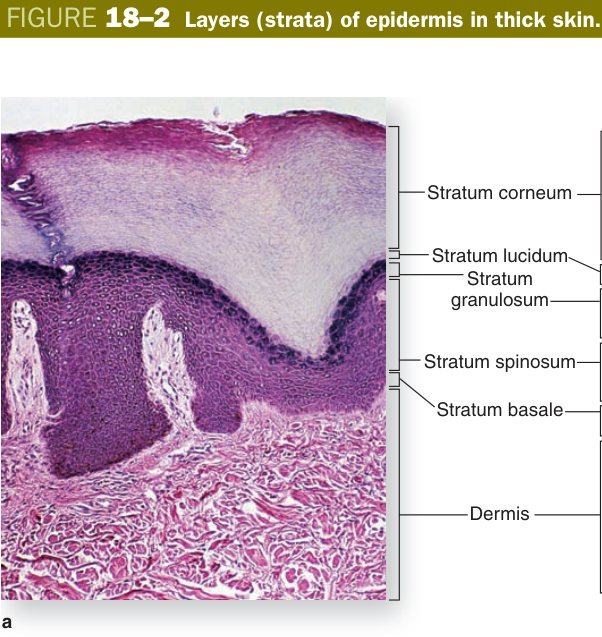 Strata of epidermis in thick skin