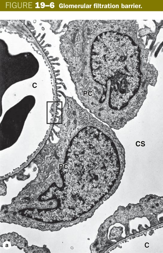 Glomerular filtration barrier