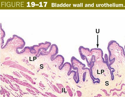 Bladder urothelium