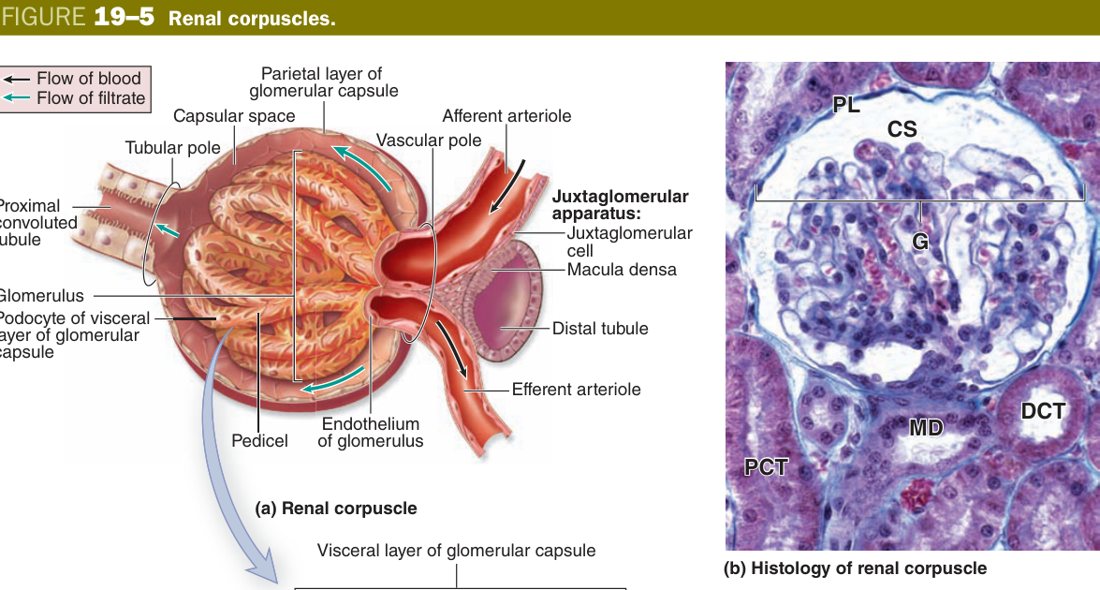 Renal corpuscle