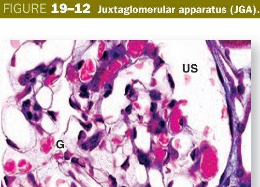 Juxtaglomerular apparatus