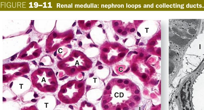 Renal medulla collecting ducts