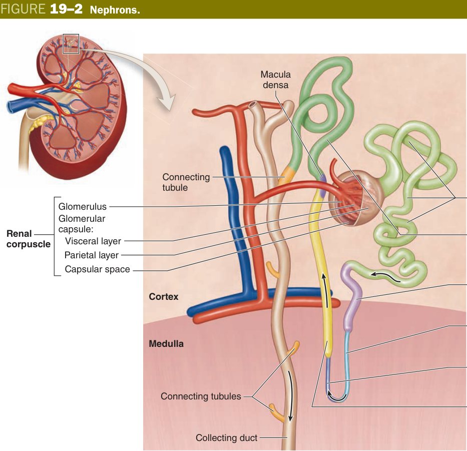 Nephron