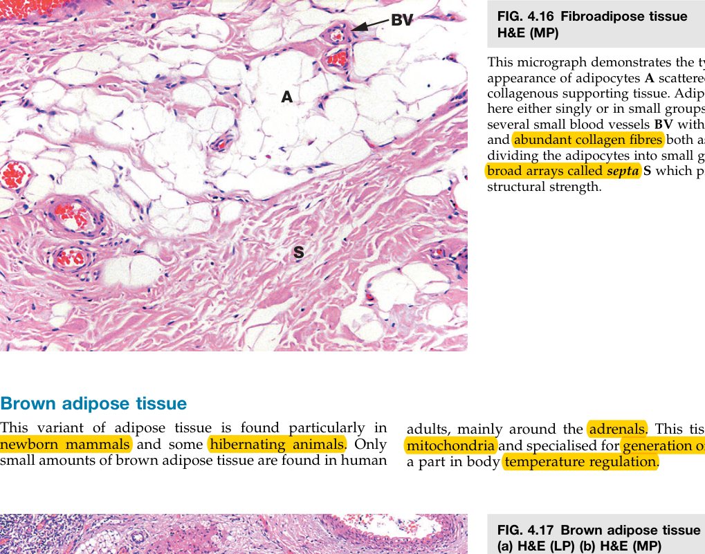 Brown adipose tissue
