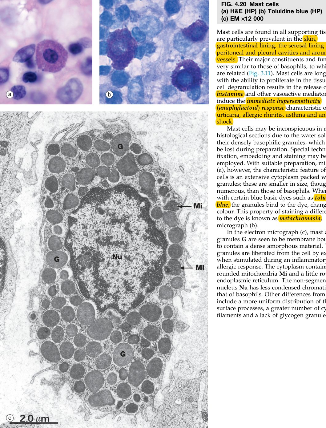 Mast cells