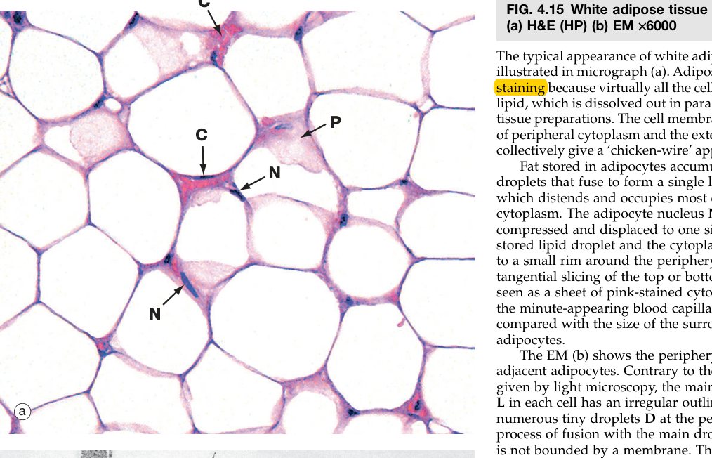 White adipose tissue