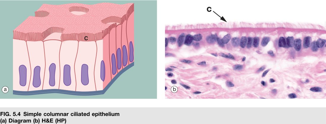 Simple columnar ciliated