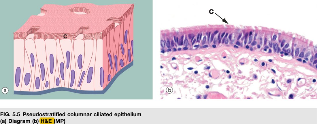 Pseudostratified