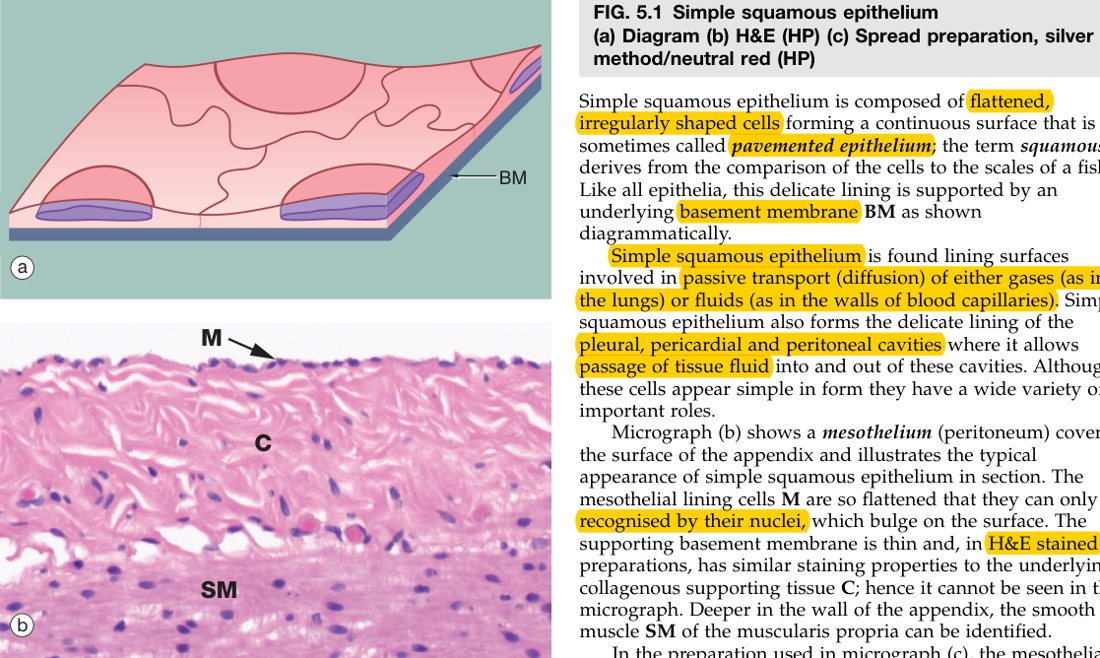 Simple squamous