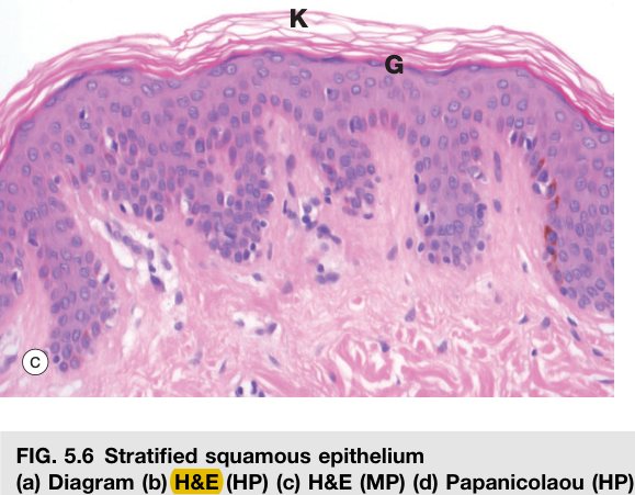 Stratified squamous