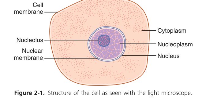 Cell organization (Guyton Fig 2-1)