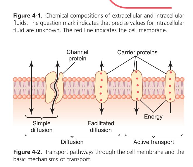 Diffusion through the membrane (Guyton Fig 4-2)