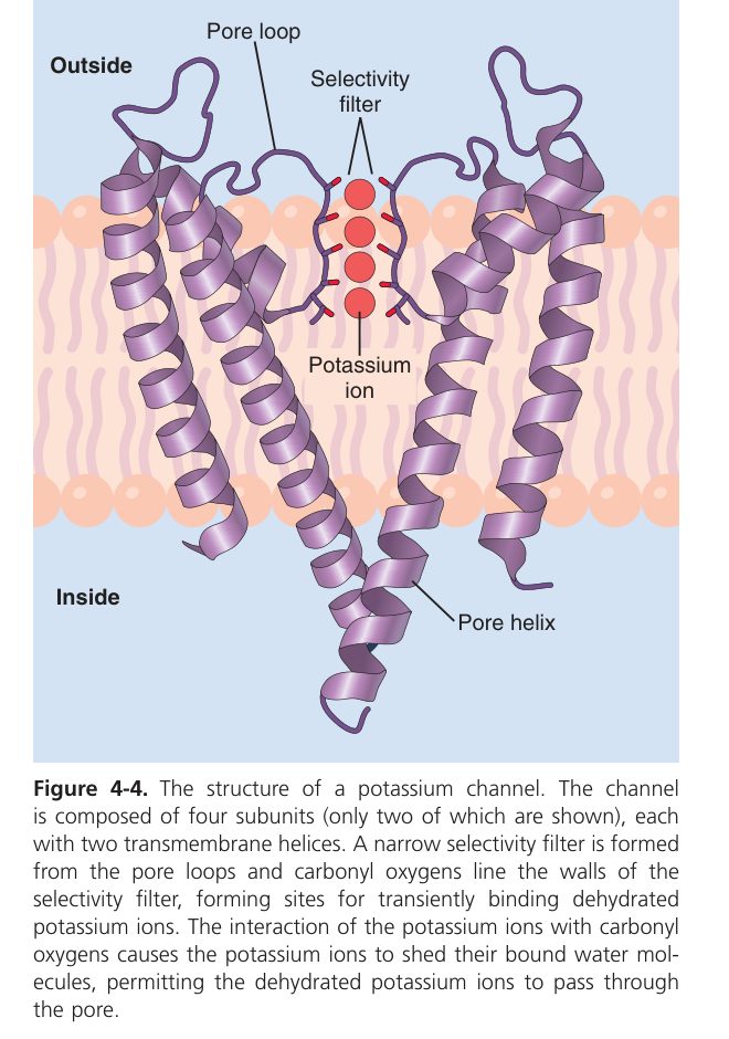 K+ channel structure (Guyton Fig 4-4)