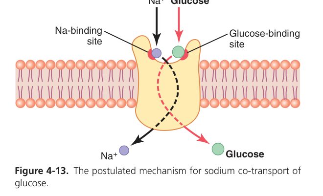 Secondary active transport (Guyton Fig 4-13)
