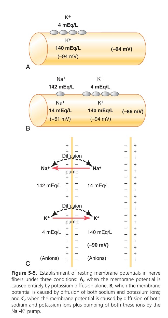 Resting membrane potential — K+ diffusion (Guyton Fig 5-5)