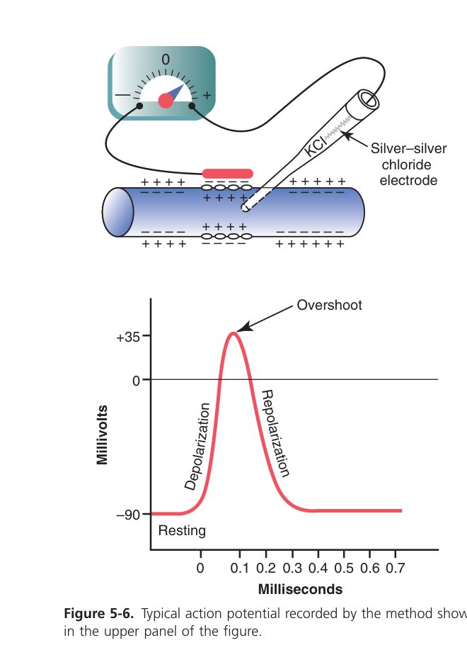 Action potential trace (Guyton Fig 5-6)