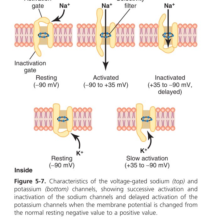 Voltage-gated Na+ and K+ channels (Guyton Fig 5-7)