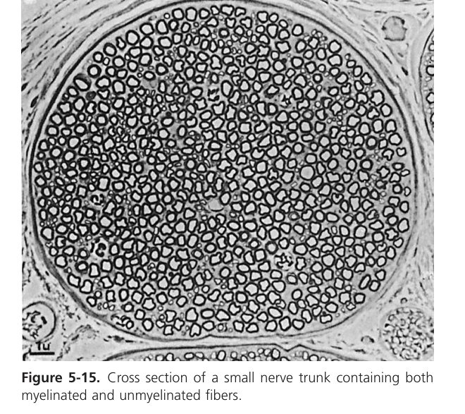 Nerve trunk cross-section (Guyton Fig 5-15)