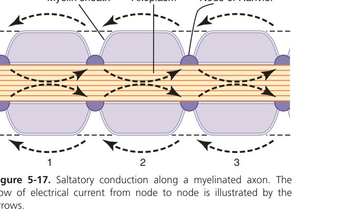 Saltatory conduction (Guyton Fig 5-17)