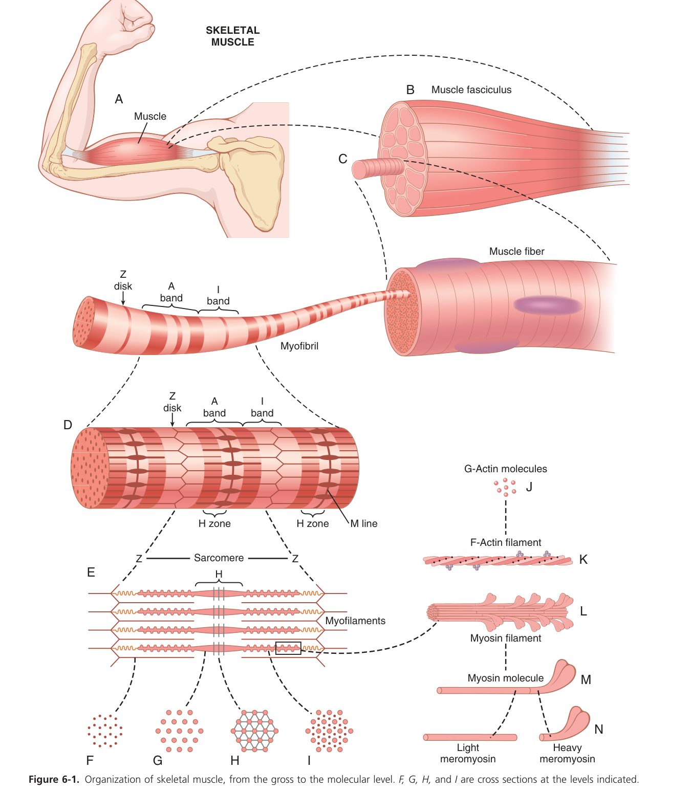 Skeletal muscle organisation (Guyton Fig 6-1)