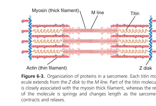 Sarcomere protein organisation (Guyton Fig 6-3)