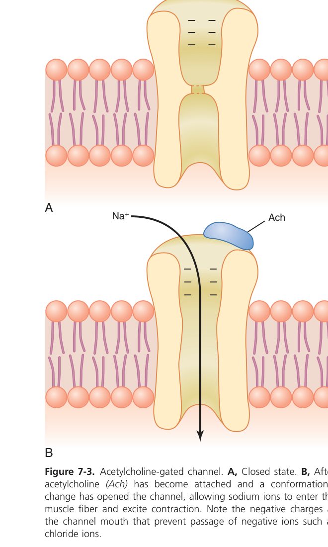 ACh-gated channel (Guyton Fig 7-3)
