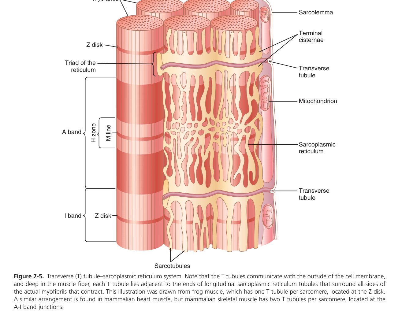 T-tubule triggers Ca release (Guyton Fig 7-5)